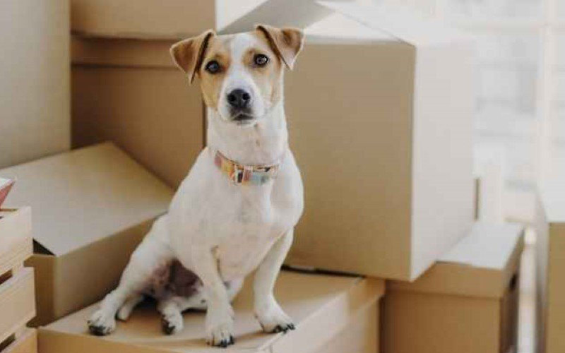 OM International Logistics Movers